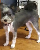 Diamond Dog Pet Salon & Spa